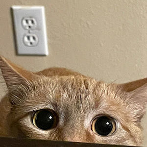 Meet your Posher, Layla